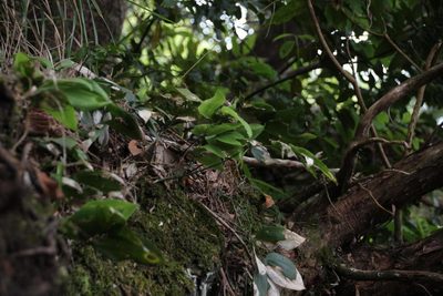 Ruscus streptophyllus, photographed by Tony Rebelo