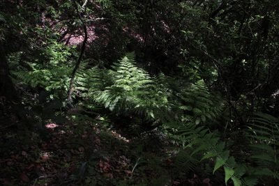 Diplazium caudatum, photographed by Tony Rebelo