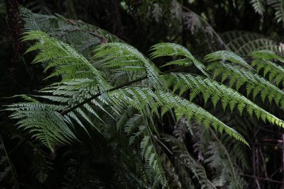 Diplazium caudatum, photographed by Tony Rebelo