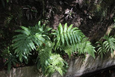 Diplazium caudatum, photographed by Tony Rebelo