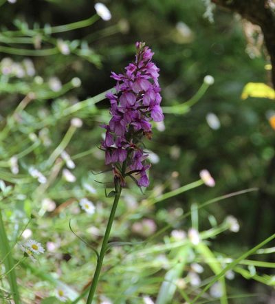 Dactylorhiza foliosa, photographed by Tony Rebelo