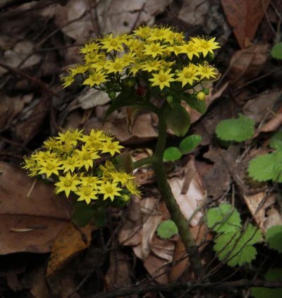 Aichryson divaricatum, photographed by Tony Rebelo