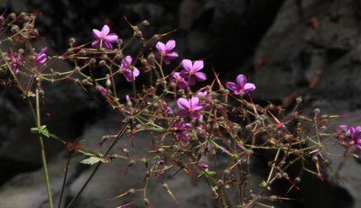 Geranium palmatum, photographed by Tony Rebelo