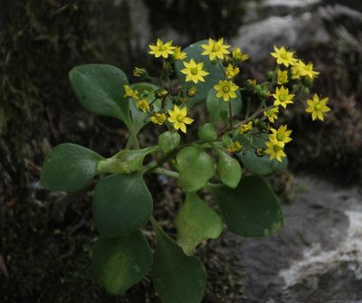 Aichryson divaricatum, photographed by Tony Rebelo