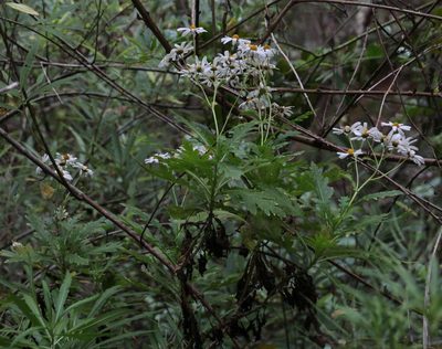 Argyranthemum pinnatifidum, photographed by Tony Rebelo