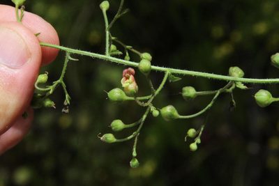 Scrophularia scorodonia, photographed by Tony Rebelo