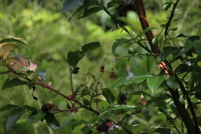 Vaccinium padifolium, photographed by Tony Rebelo
