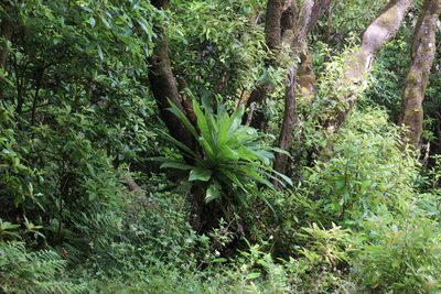 Musschia wollastonii, photographed by Tony Rebelo