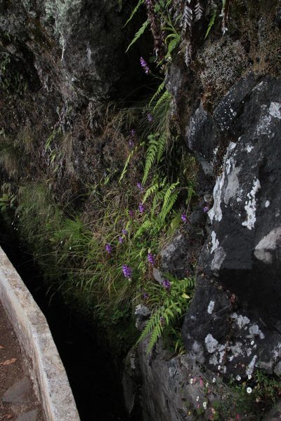 Dactylorhiza foliosa, photographed by Tony Rebelo