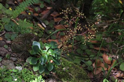 Aichryson divaricatum, photographed by Tony Rebelo