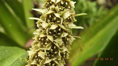 Rohdea fargesii, photographed by fagushayata
