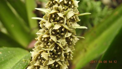 Rohdea fargesii, photographed by fagushayata