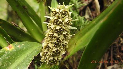 Rohdea fargesii, photographed by fagushayata