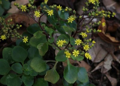 Aichryson divaricatum