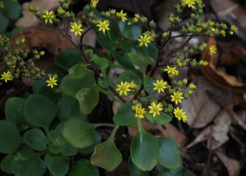Aichryson divaricatum, photographed by Tony Rebelo