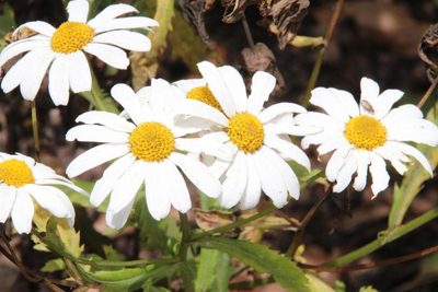 Argyranthemum pinnatifidum, photographed by Tony Rebelo