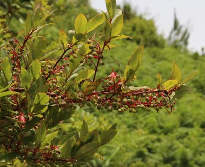 Vaccinium padifolium, photographed by Tony Rebelo