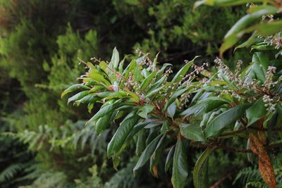 Clethra arborea, photographed by Tony Rebelo