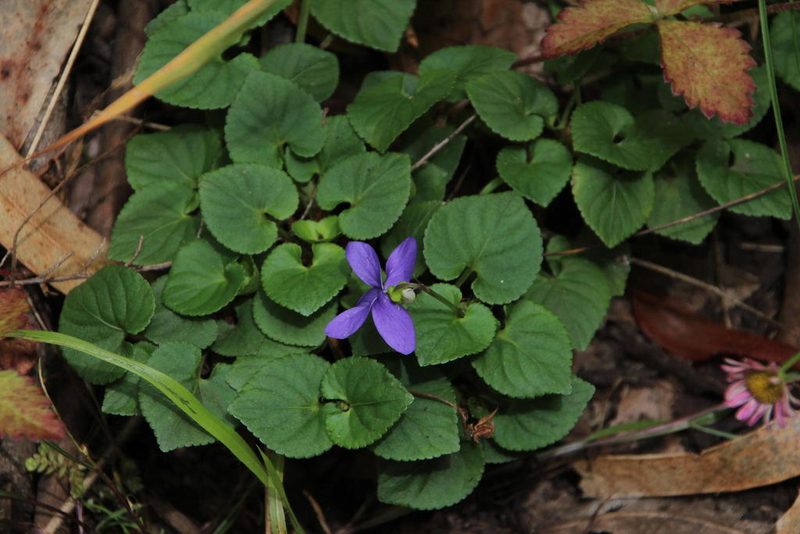 Viola sequeirae, photographed by Tony Rebelo