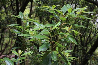 Clethra arborea, photographed by Tony Rebelo