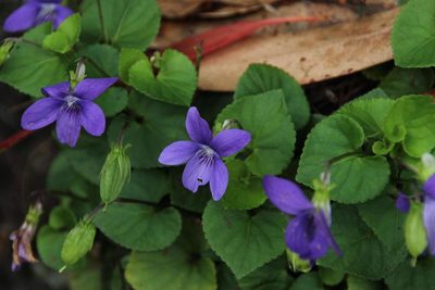 Viola sequeirae, photographed by Tony Rebelo