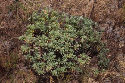 Echium nervosum, photographed by Tony Rebelo