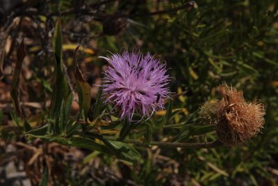Cheirolophus sempervirens, photographed by Tony Rebelo