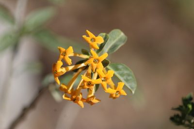 Cestrum aurantiacum, photographed by José Belem Hernández Díaz