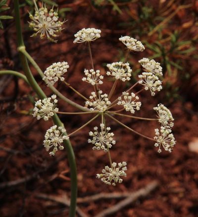 Thapsia gummifera, photographed by Tony Rebelo