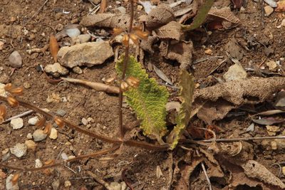Salvia sclareoides, photographed by Tony Rebelo