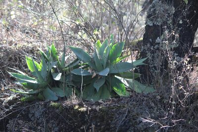 Agave mitis, photographed by José Belem Hernández Díaz