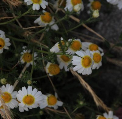 Cladanthus mixtus, photographed by Tony Rebelo