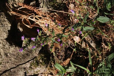 Echium rosulatum, photographed by Tony Rebelo