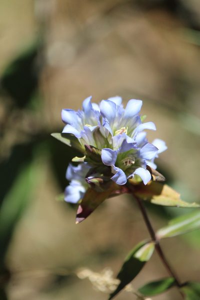 Gentiana spathacea, photographed by José Belem Hernández Díaz