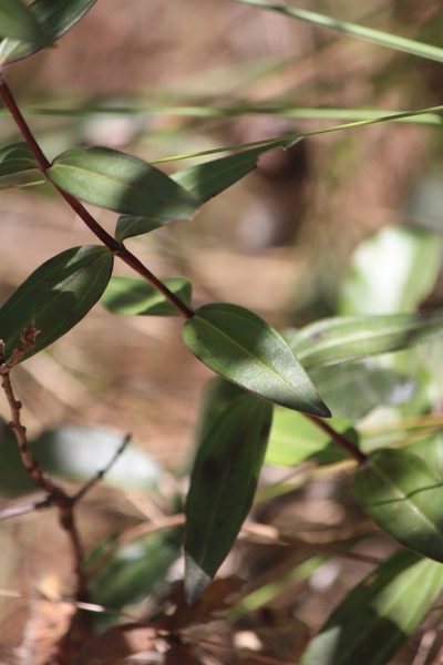 Gentiana spathacea, photographed by José Belem Hernández Díaz