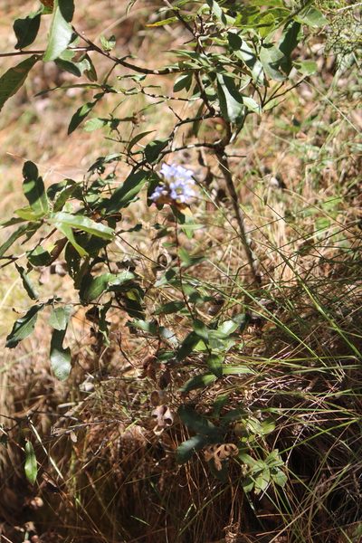 Gentiana spathacea, photographed by José Belem Hernández Díaz
