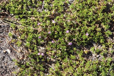 Thymus caespititius, photographed by Tony Rebelo