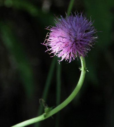 Cirsium filipendulum, photographed by Tony Rebelo