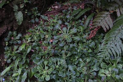 Saxifraga spathularis, photographed by Tony Rebelo