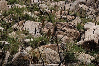 Asphodelus albus, photographed by Tony Rebelo