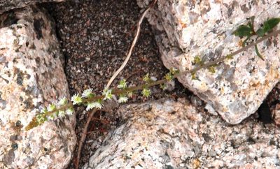 Sesamoides purpurascens, photographed by Tony Rebelo