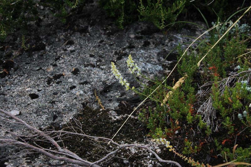 Sesamoides purpurascens, photographed by Tony Rebelo
