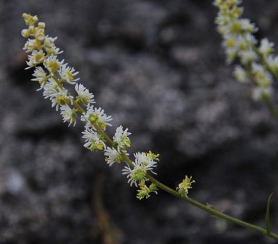 Sesamoides purpurascens, photographed by Tony Rebelo