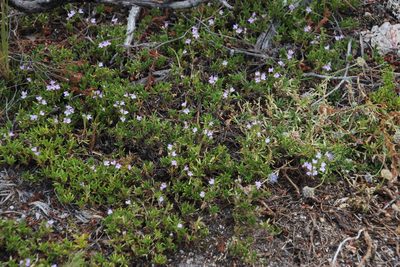 Thymus caespititius, photographed by Tony Rebelo