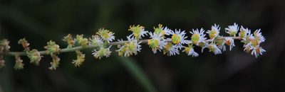 Sesamoides purpurascens, photographed by Tony Rebelo