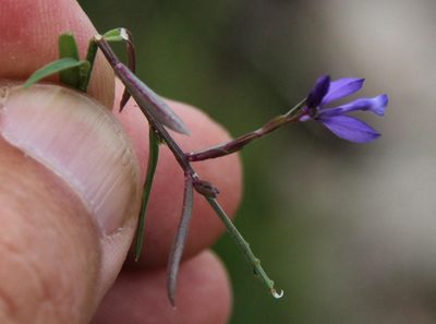 Polygala microphylla, photographed by Tony Rebelo