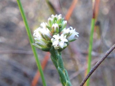 Euchaetis glomerata, photographed by douglaseustonbrown