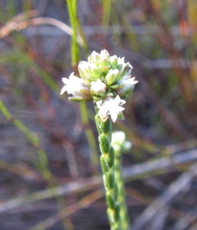 Euchaetis glomerata, photographed by douglaseustonbrown