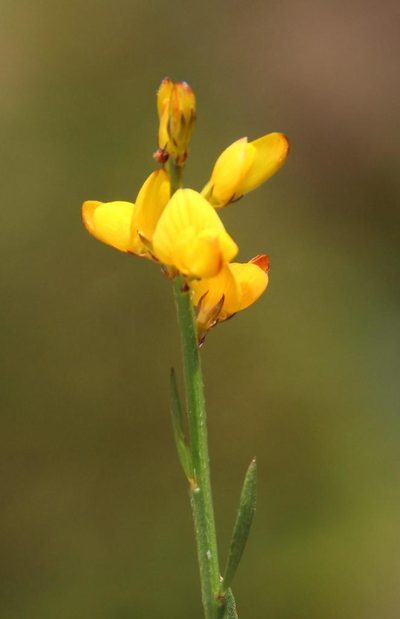 Genista micrantha, photographed by Tony Rebelo