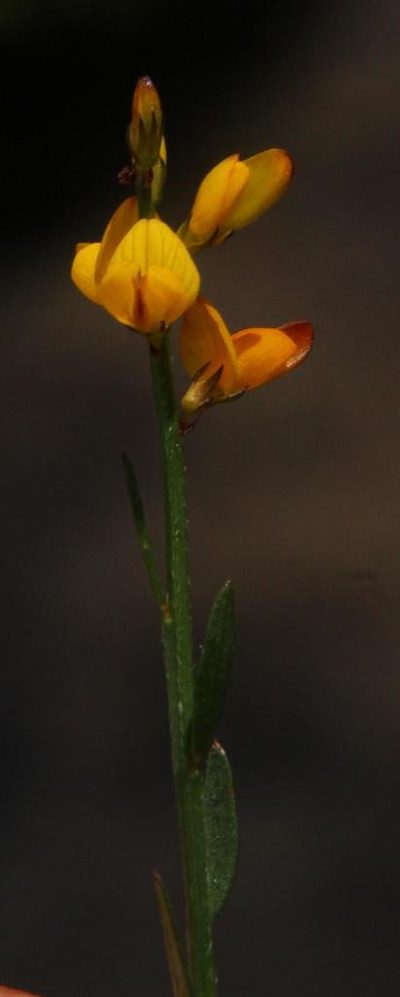 Genista micrantha, photographed by Tony Rebelo